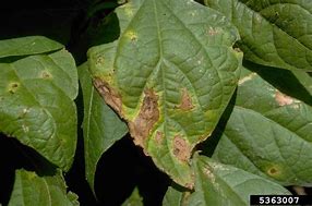 Image result for Plant Leaf Diseases