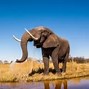 Image result for Oldest Elephant