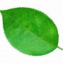 Image result for Single Apple Leaf