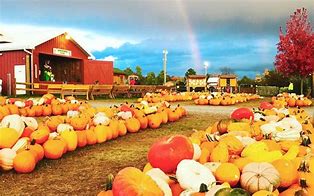 Image result for Pumpkin Picking in Pennsylvania
