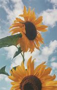 Image result for Minimalist Sunflower Desktop Wallpaper