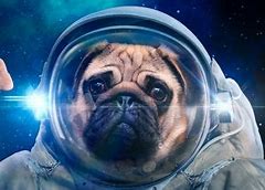 Image result for Funny Little Space