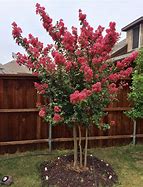 Image result for Tuscarora Crape Myrtle Growth Rate
