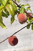 Image result for Florida Peach Tree