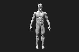 Image result for Male 3D Print