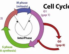 Image result for Cell Cycle Pathway