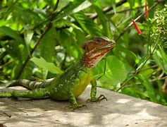 Image result for Basilisk