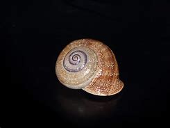 Image result for Mollusques Des Coquillages