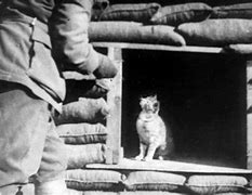 Image result for Cats in WW1