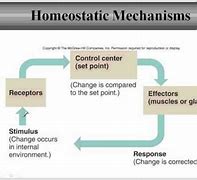 Image result for homeoetasis