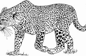 Image result for Snow Leopard Clip Art Black and White