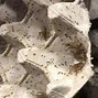Image result for White Feeder Crickets