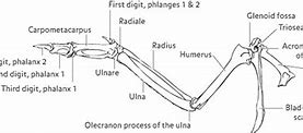 Image result for Bird Wing Anatomy