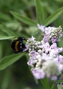 Image result for Vitex agnus-castus Pink Pinnacle