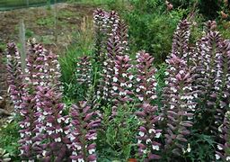 Image result for Acanthus spinosus