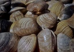 Image result for Mahogany Quahog