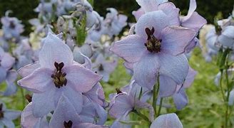 Image result for Delphinium Morgentau