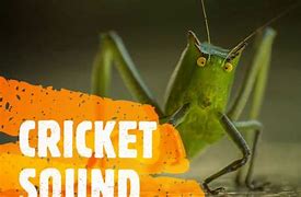 Image result for Crickets Chirping