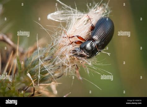 Image result for Reverse a String Using Stack in C