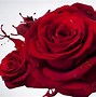 Image result for Rose Rouge Avec Feuillage