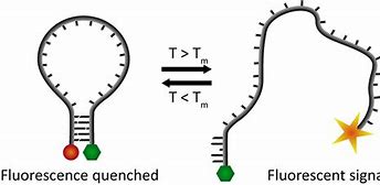 Image result for Hairpin Loop DNA