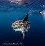 Image result for mola