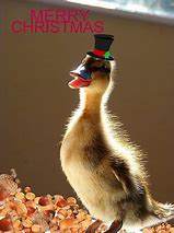 Image result for Christmas Duck Meme