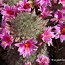 Image result for Colorful Desert Plants