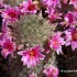 Image result for Desert Garden Plants