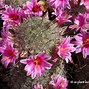 Image result for Desert Flowering Shrubs