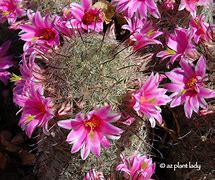Image result for Arizona Cactus with Pink Flowers