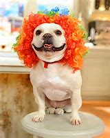 Image result for Cool Dog Costumes for Halloween