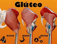 Image result for gluteo