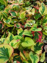 Image result for Houttuynia cordata Chameleon