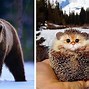 Image result for Cute Funny Animals Cats
