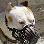 Image result for Pit Bull Buf