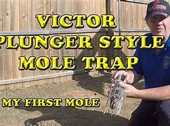 Image result for Victor Mole Trap