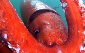 Image result for World's Largest Squid