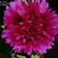 Image result for Alcea rosea new york scallop