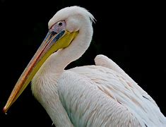 Image result for New Orlan Pelicans