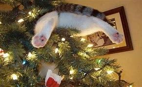 Image result for Cat vs Christmas Tree