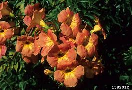 Image result for Campsis Grandiflora