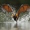 Image result for Fox Bat Females