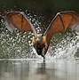 Image result for Flying Fox Bat