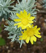 Image result for Euryops acraeus