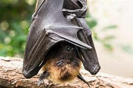 Image result for Spotted Bat Sleeping