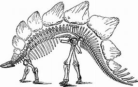 Image result for Dinosaur Skeleton Black and White