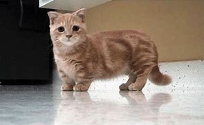 Image result for Munchkin Cat Kitten