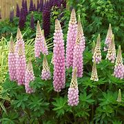 Image result for Lupinus Blossom ®