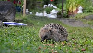 Image result for Hedgehog Feeding Station